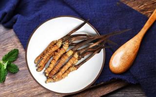 冬蟲夏草有何藥用價(jià)值，蟲草有啥子作用