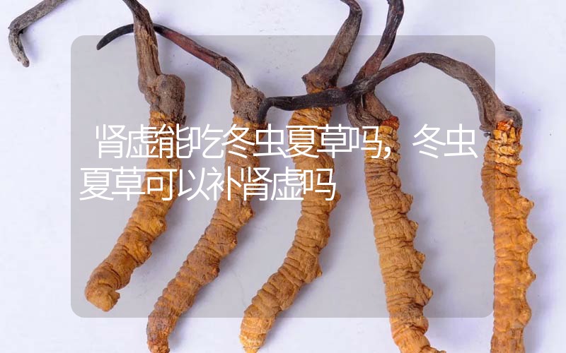 腎虛能吃冬蟲夏草嗎，冬蟲夏草可以補(bǔ)腎虛嗎？