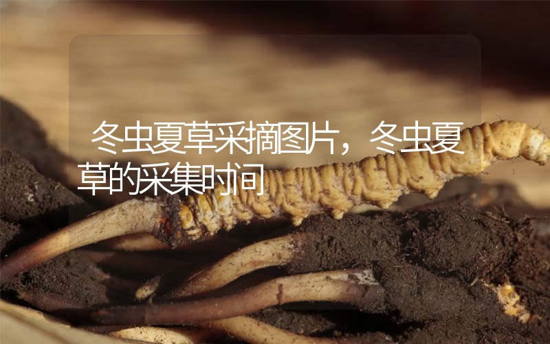 冬蟲(chóng)夏草采摘圖片，冬蟲(chóng)夏草的采集時(shí)間