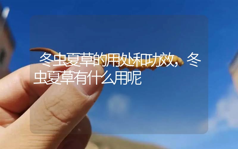 冬蟲夏草的用處和用法，冬蟲夏草有什么用呢