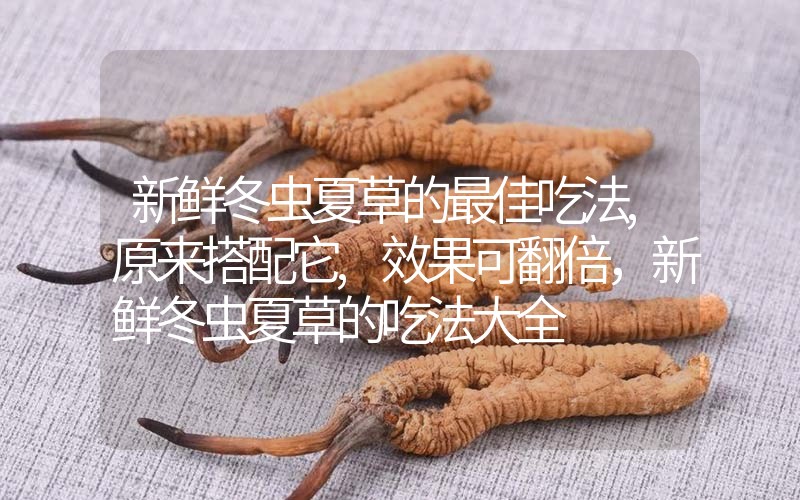 新鮮冬蟲夏草的最佳吃法,原來搭配它,效果可翻倍，新鮮冬蟲夏草的吃法大全