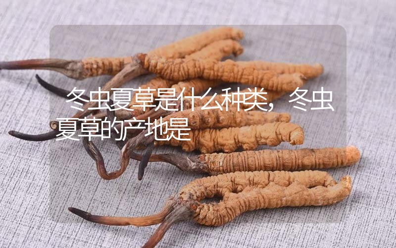 冬蟲夏草是什么種類，冬蟲夏草的產(chǎn)地是