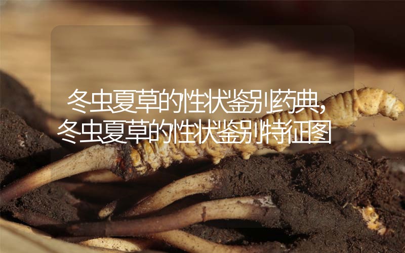 冬蟲夏草的性狀鑒別藥典，冬蟲夏草的性狀鑒別特征圖