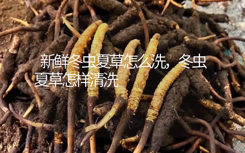新鮮冬蟲夏草怎么洗，冬蟲夏草怎樣清洗