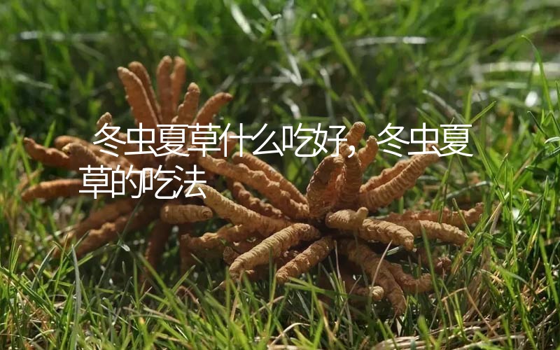 冬蟲(chóng)夏草什么吃好，冬蟲(chóng)夏草的吃法