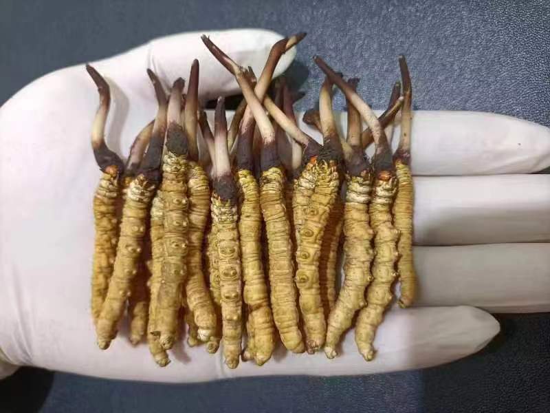 西藏那曲的冬蟲(chóng)夏草多少錢一克呢？如何判斷真假