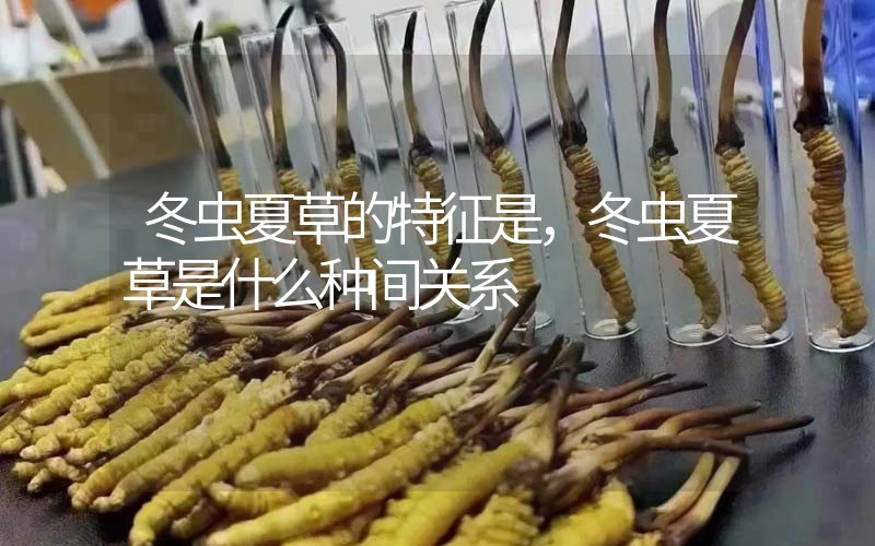 冬蟲夏草的特征是，冬蟲夏草是什么種間關(guān)系