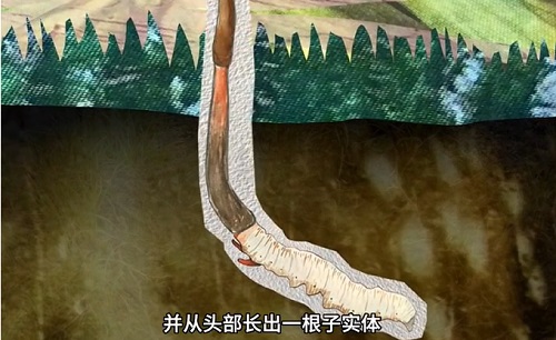 冬蟲夏草到底是蟲還是草？你猜到了嗎？