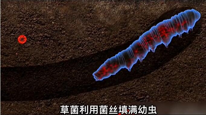 神奇的冬蟲夏草為什么能從蟲子變成草？它到底是怎么形成的呢？