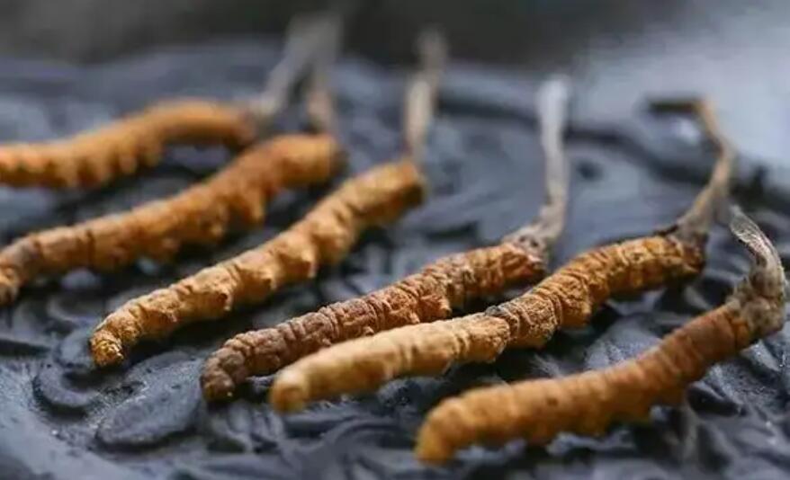 冬蟲夏草這么吃法，可以補(bǔ)腎活血，延緩衰老！