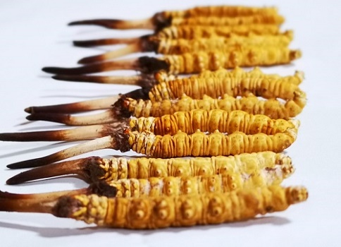 新鮮冬蟲夏草多少錢一根？吃什么樣的好呢