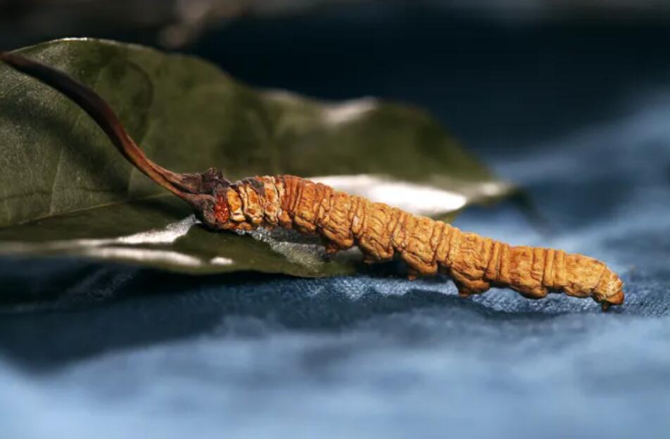 冬蟲夏草的由來，冬蟲夏草是怎么形成的？