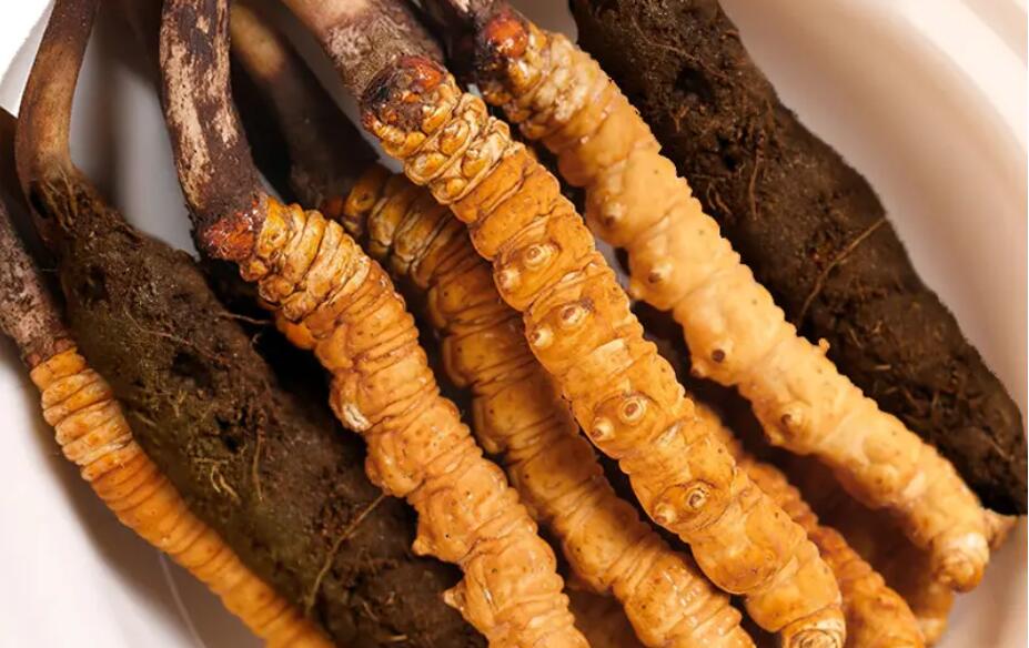 那曲野生冬蟲夏草一根多少錢?