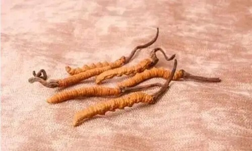 玉樹冬蟲夏草一斤多少錢？玉樹蟲草價格