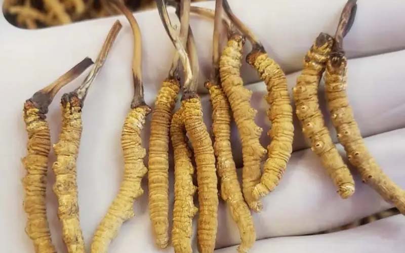 吃冬蟲夏草會過敏嗎？冬蟲夏草禁忌！