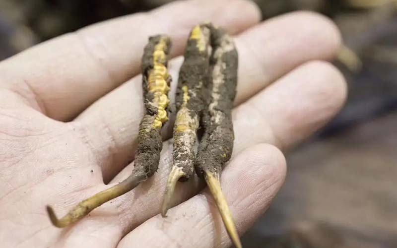 西藏那曲冬蟲夏草批發(fā)價格?那曲蟲草批發(fā)價多少錢一斤？