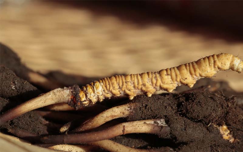 冬蟲(chóng)夏草食用方法有哪些推薦？蟲(chóng)草怎么吃？