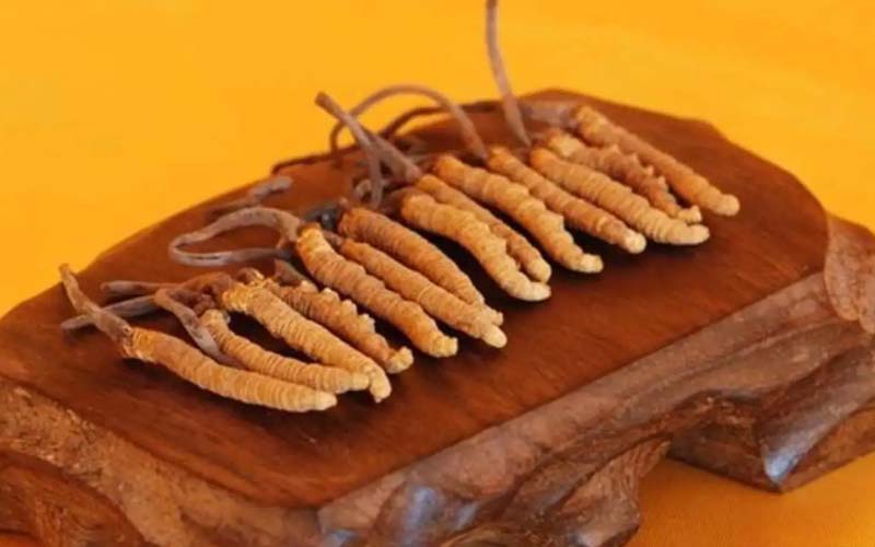 冬蟲夏草需要每天吃嗎?冬蟲夏草一天吃多少？