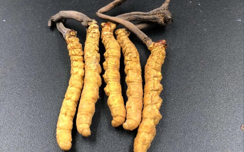 女人服用冬蟲夏草有什么作用？冬蟲夏草對(duì)女性的作用  ? ?