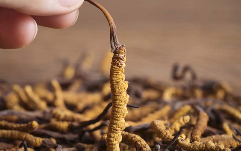 冬蟲夏草產(chǎn)地主要在哪個省