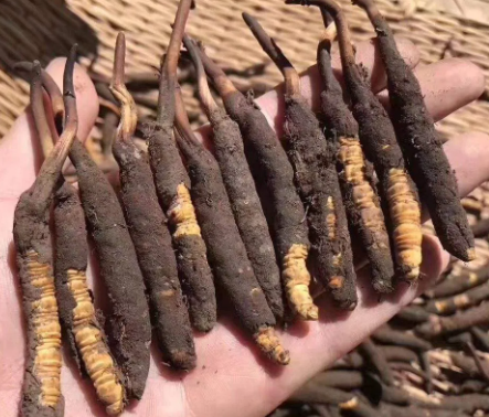 <a href=http://m.sdmkid.com/xinxian/ target=_blank class=infotextkey>新<a href=http://m.sdmkid.com/xinxian/ target=_blank class=infotextkey>鮮冬蟲夏草</a></a>