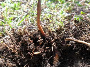新鮮野生冬蟲夏草是怎么形成的？人工養(yǎng)殖需要哪些條件？