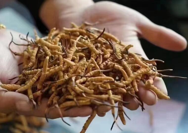 冬蟲夏草中有沒有激素？冬蟲夏草中有沒有有害物質(zhì)？