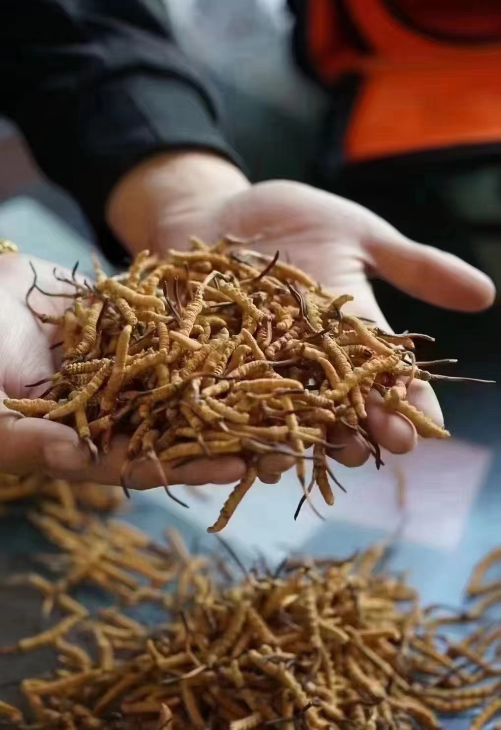 冬蟲(chóng)夏草