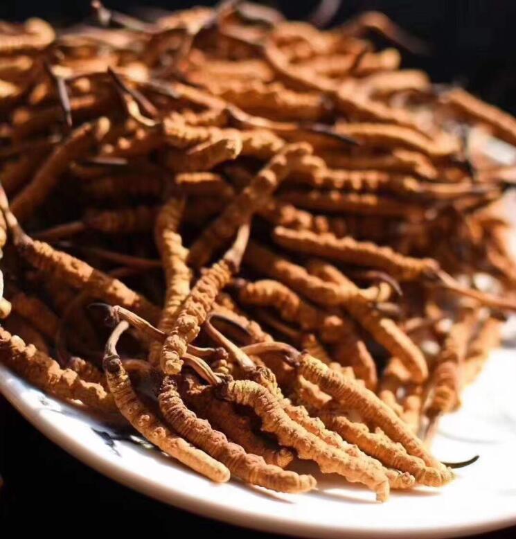 如何通過(guò)聞來(lái)識(shí)別高品質(zhì)的冬蟲夏草