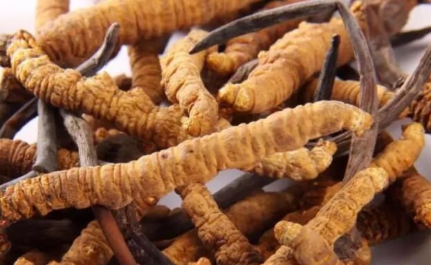 <a href=http://m.sdmkid.com/chifa/ target=_blank class=infotextkey>冬蟲夏草的吃法</a>