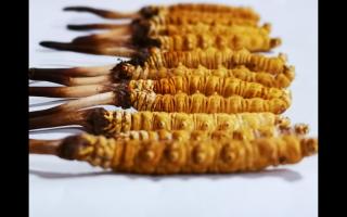 冬蟲(chóng)夏草粉和冬蟲(chóng)夏草含片的區(qū)別？