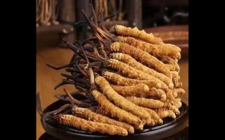 陳年冬蟲(chóng)夏草營(yíng)養(yǎng)價(jià)值好嗎？