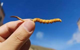 新鮮的冬蟲(chóng)夏草品質(zhì)受哪些影響？