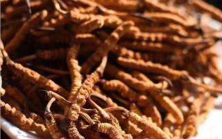 購買大量的冬蟲夏草時應(yīng)該怎么保存？