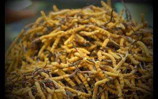 全國(guó)十大冬蟲夏草產(chǎn)地揭秘，你知道幾個(gè)？