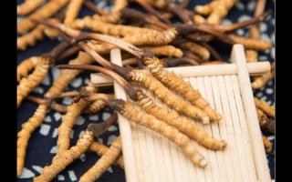 某寶上冬蟲夏草價(jià)格為何差別這么大？