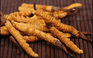 冬蟲(chóng)夏草的起源和生長(zhǎng)環(huán)境