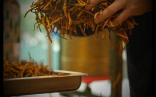 什么是冬蟲夏草？冬蟲夏草的產(chǎn)地以及產(chǎn)量！