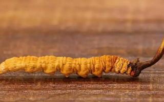 .自己吃用冬蟲夏草可以選斷草嗎？