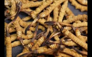 凍干的冬蟲夏草品質(zhì)如何！與新鮮的相比如何？