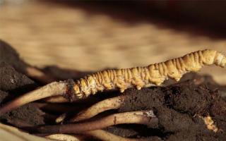 冬蟲夏草記住這五點，不買假蟲草！