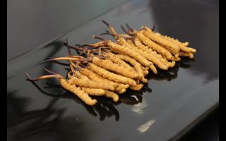 不同形態(tài)的冬蟲夏草應(yīng)如何保存！
