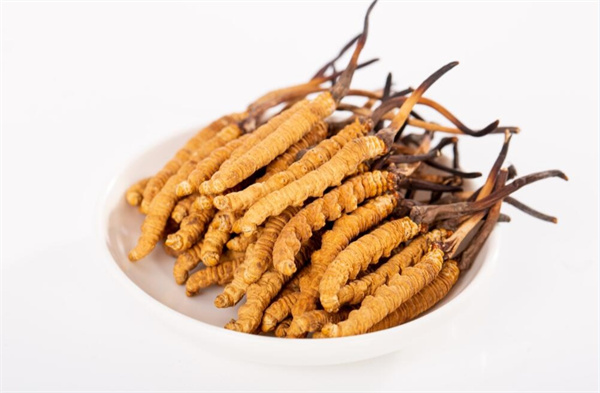 冬蟲夏草和夾脊魚搭配怎么吃？