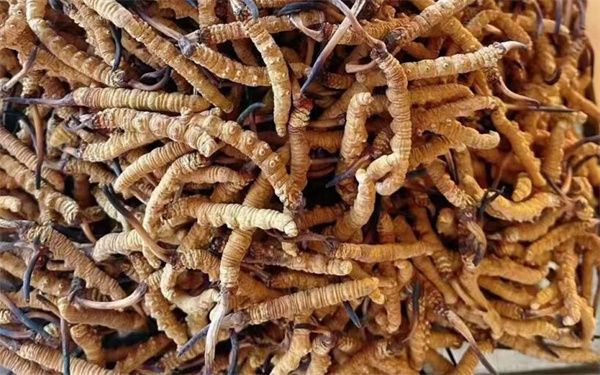 冬蟲夏草怎么看壞沒壞？影響冬蟲夏草品質(zhì)的6個因素