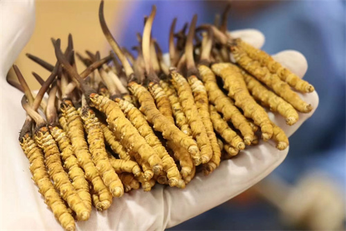 冬蟲夏草價格為多少？冬蟲夏草2023價目表