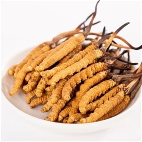 冬蟲夏草能和西洋參一起吃嗎？