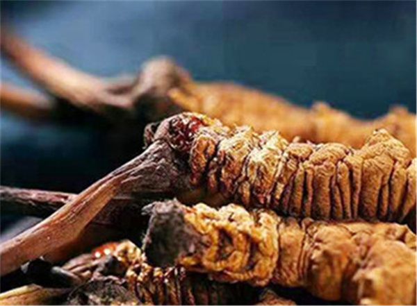 冬蟲夏草有什么好處？吃冬蟲夏草的好處及適用場合