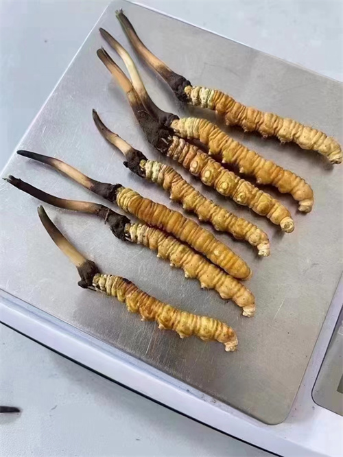 冬蟲(chóng)夏草煮還是泡好？?jī)煞N食用方法的對(duì)比分析