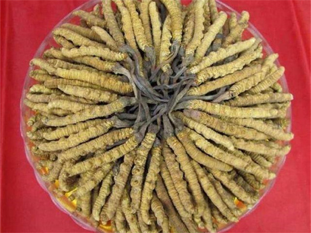 冬蟲夏草價(jià)格一克多少錢？影響冬蟲夏草價(jià)格的4個(gè)因素