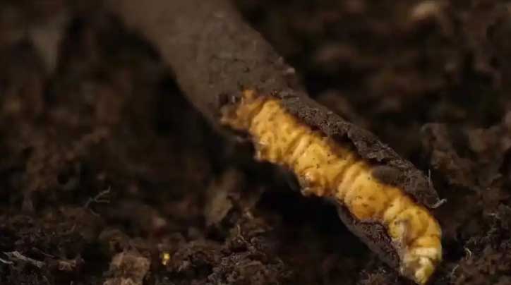 冬蟲(chóng)夏草：高原之靈，健康之謎